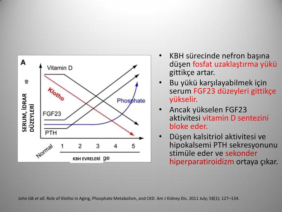 Ancak yükselen FGF23 aktivitesi vitamin D sentezini bloke eder.