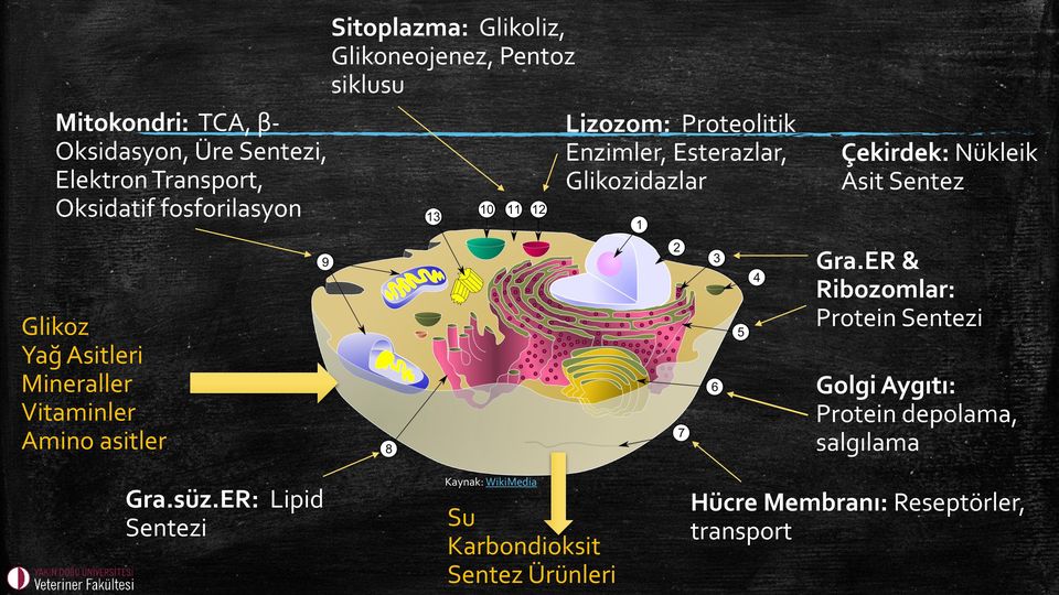 Glikozidazlar Çekirdek: Nükleik Asit Sentez Gra.