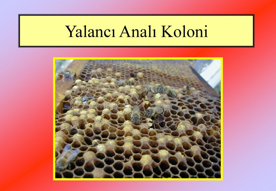 Koloni