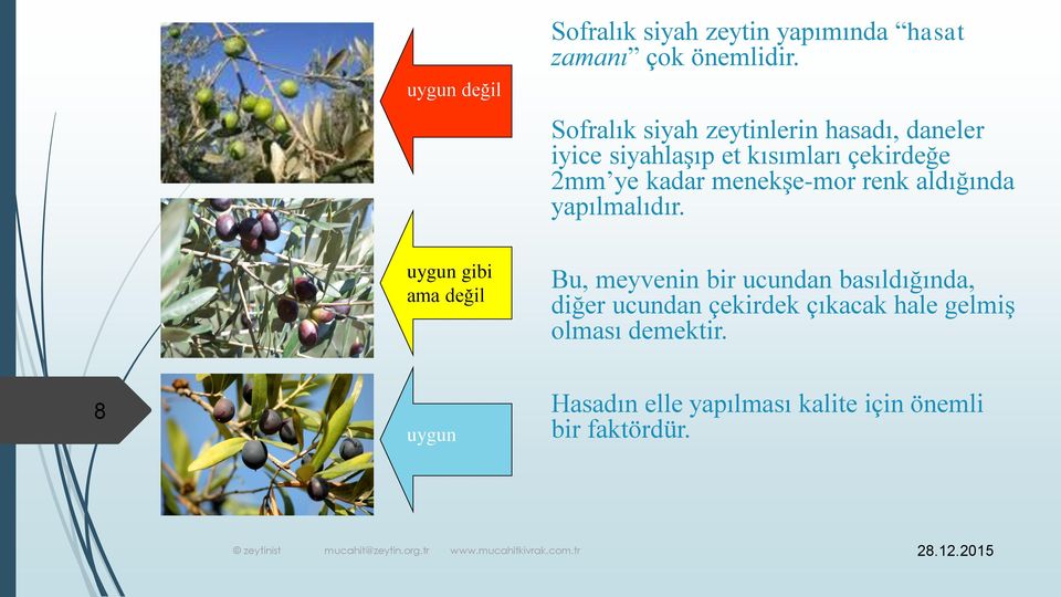 menekşe-mor renk aldığında yapılmalıdır.