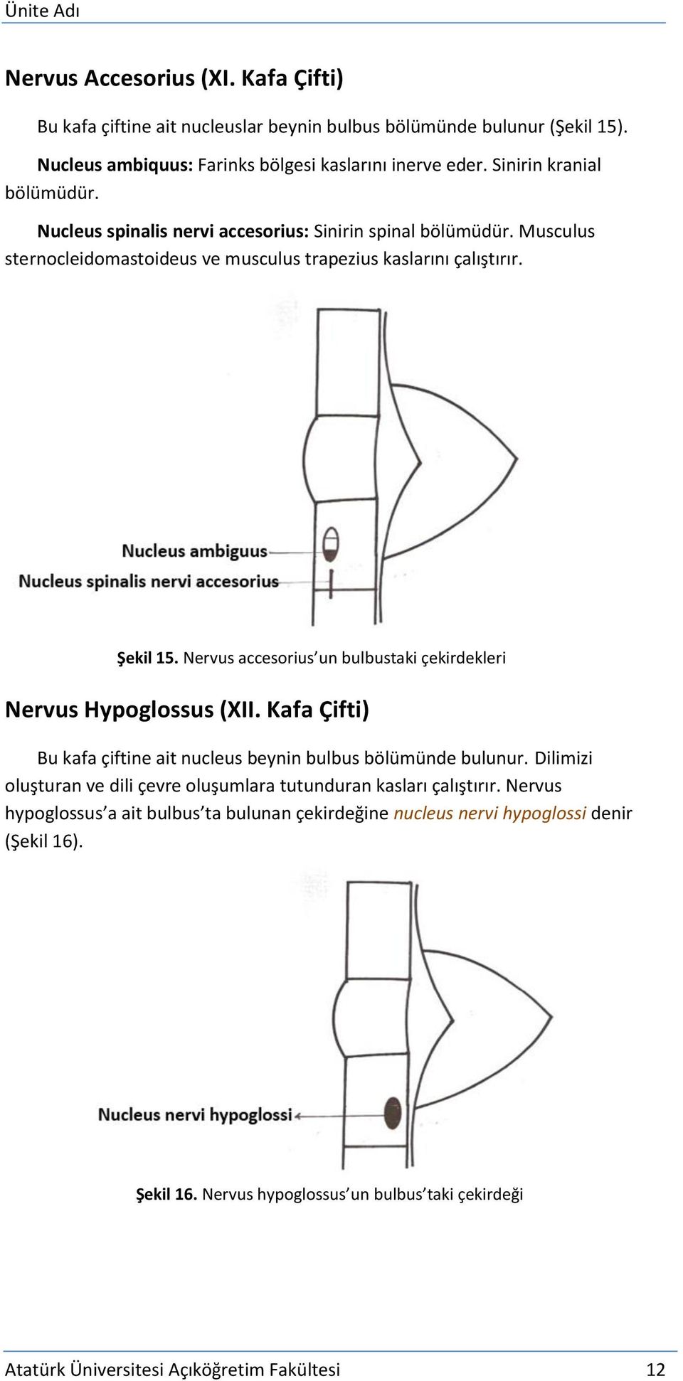 Nervus accesorius un bulbustaki çekirdekleri Nervus Hypoglossus (XII. Kafa Çifti) Bu kafa çiftine ait nucleus beynin bulbus bölümünde bulunur.