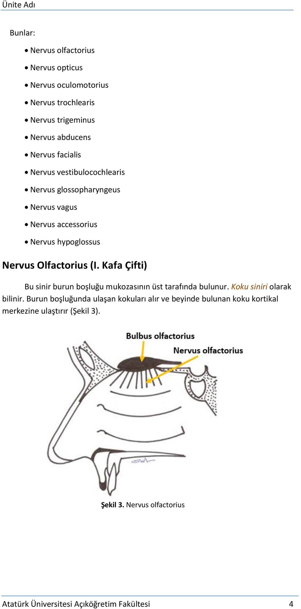 Kafa Çifti) Bu sinir burun boşluğu mukozasının üst tarafında bulunur. Koku siniri olarak bilinir.