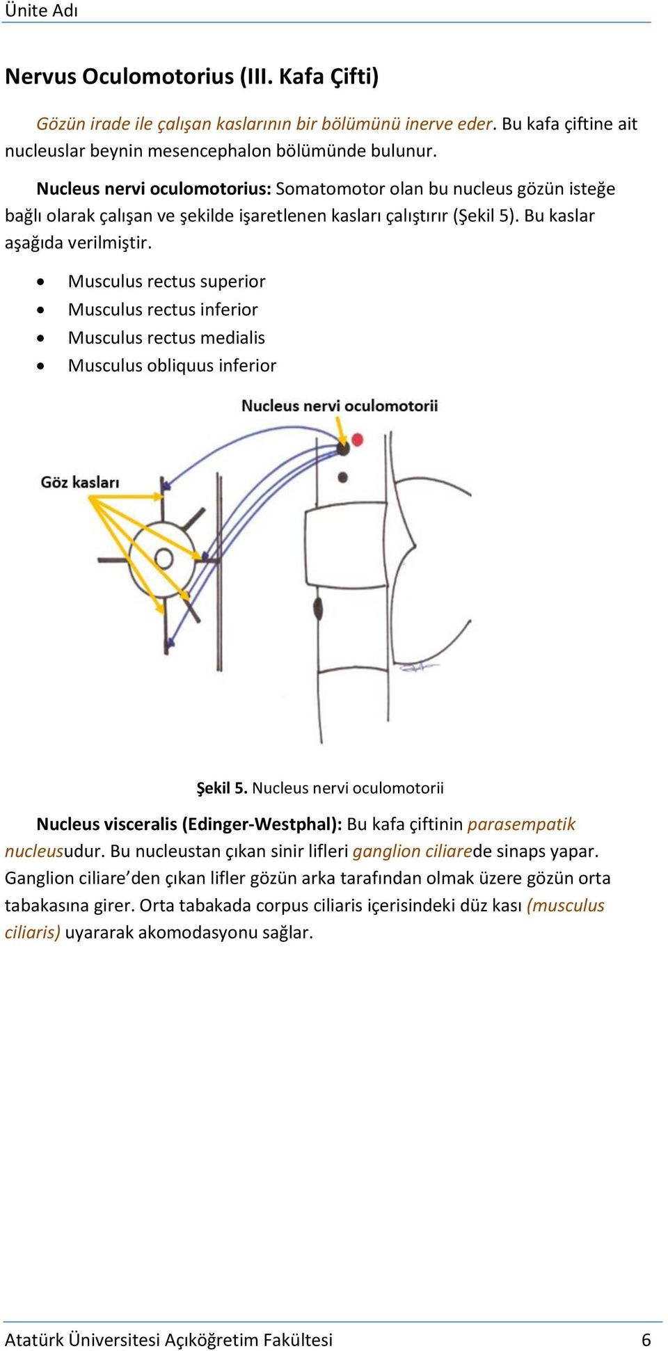 Musculus rectus superior Musculus rectus inferior Musculus rectus medialis Musculus obliquus inferior Şekil 5.