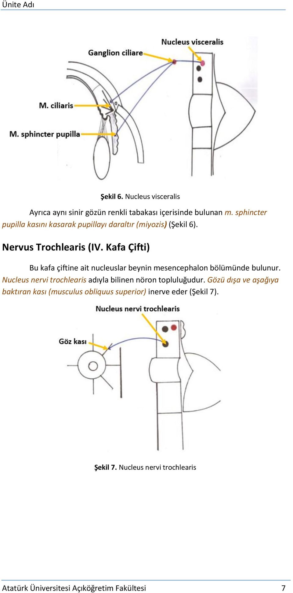 Kafa Çifti) Bu kafa çiftine ait nucleuslar beynin mesencephalon bölümünde bulunur.