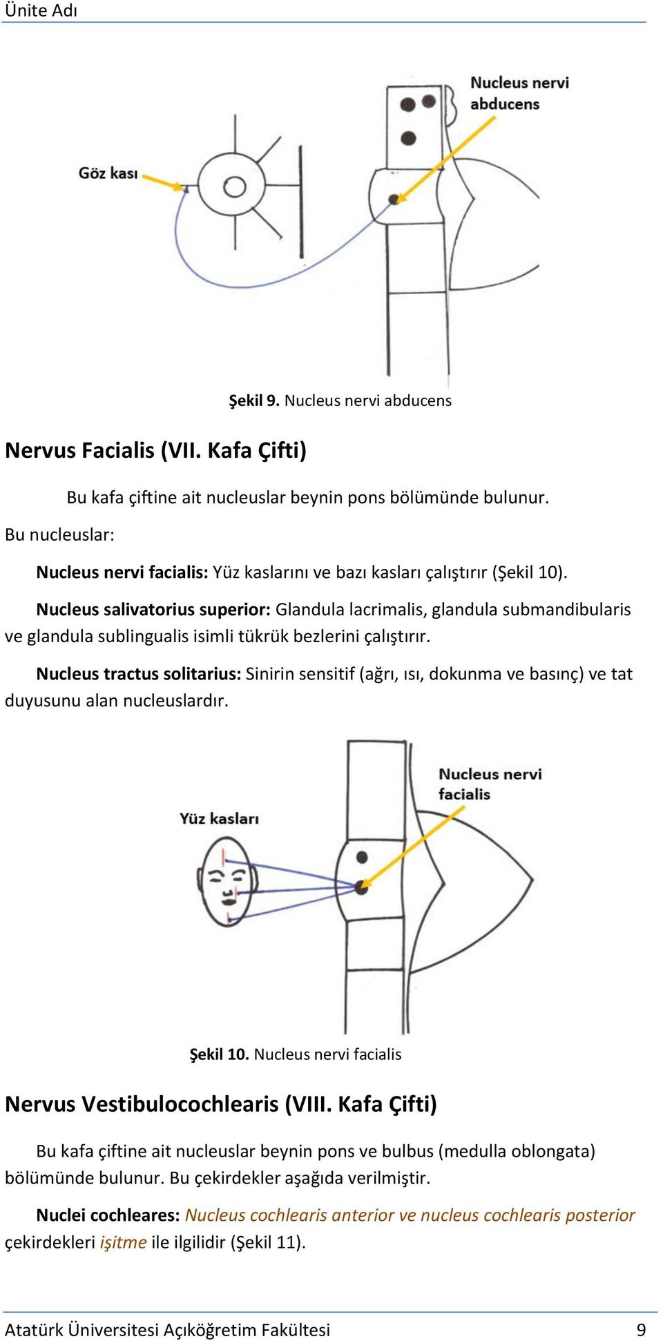 Nucleus salivatorius superior: Glandula lacrimalis, glandula submandibularis ve glandula sublingualis isimli tükrük bezlerini çalıştırır.