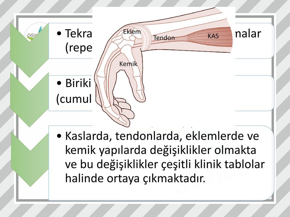 disorders) Kaslarda, tendonlarda, eklemlerde ve kemik yapılarda