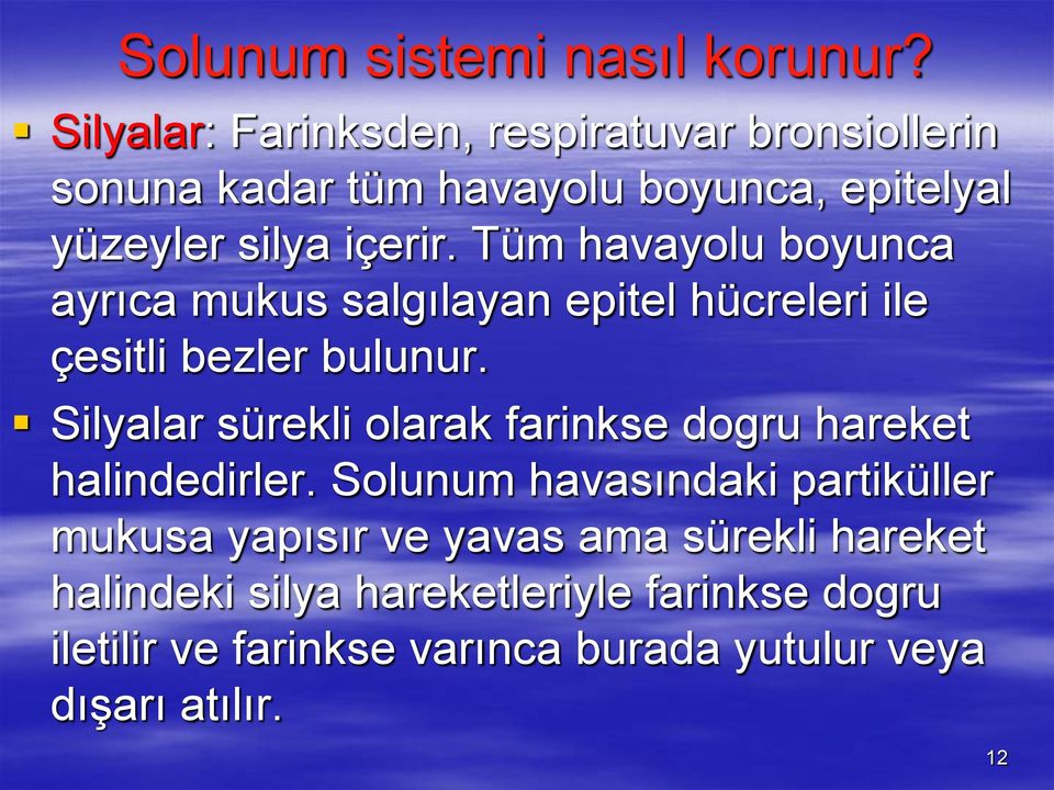 Tüm havayolu boyunca ayrıca mukus salgılayan epitel hücreleri ile çesitli bezler bulunur.