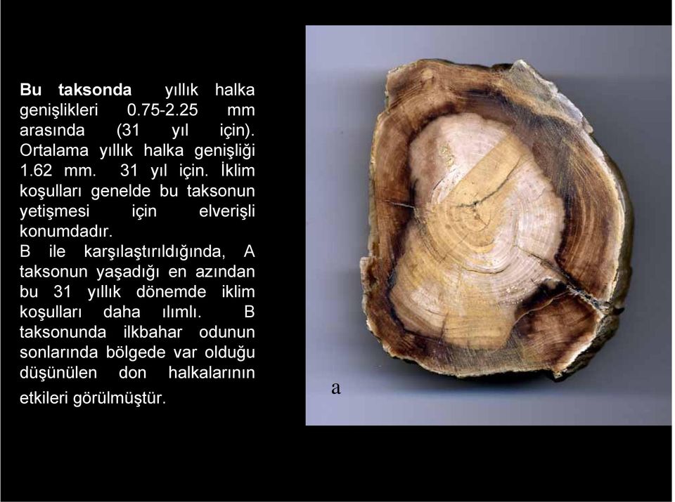 İklim koşulları genelde bu taksonun yetişmesi için elverişli konumdadır.