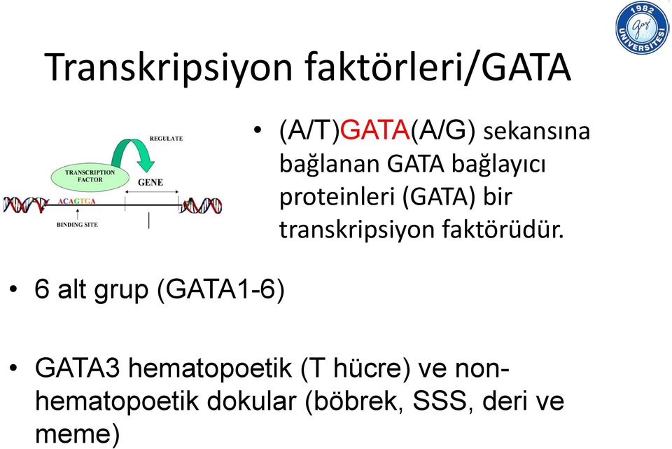 proteinleri (GATA) bir transkripsiyon faktörüdür.