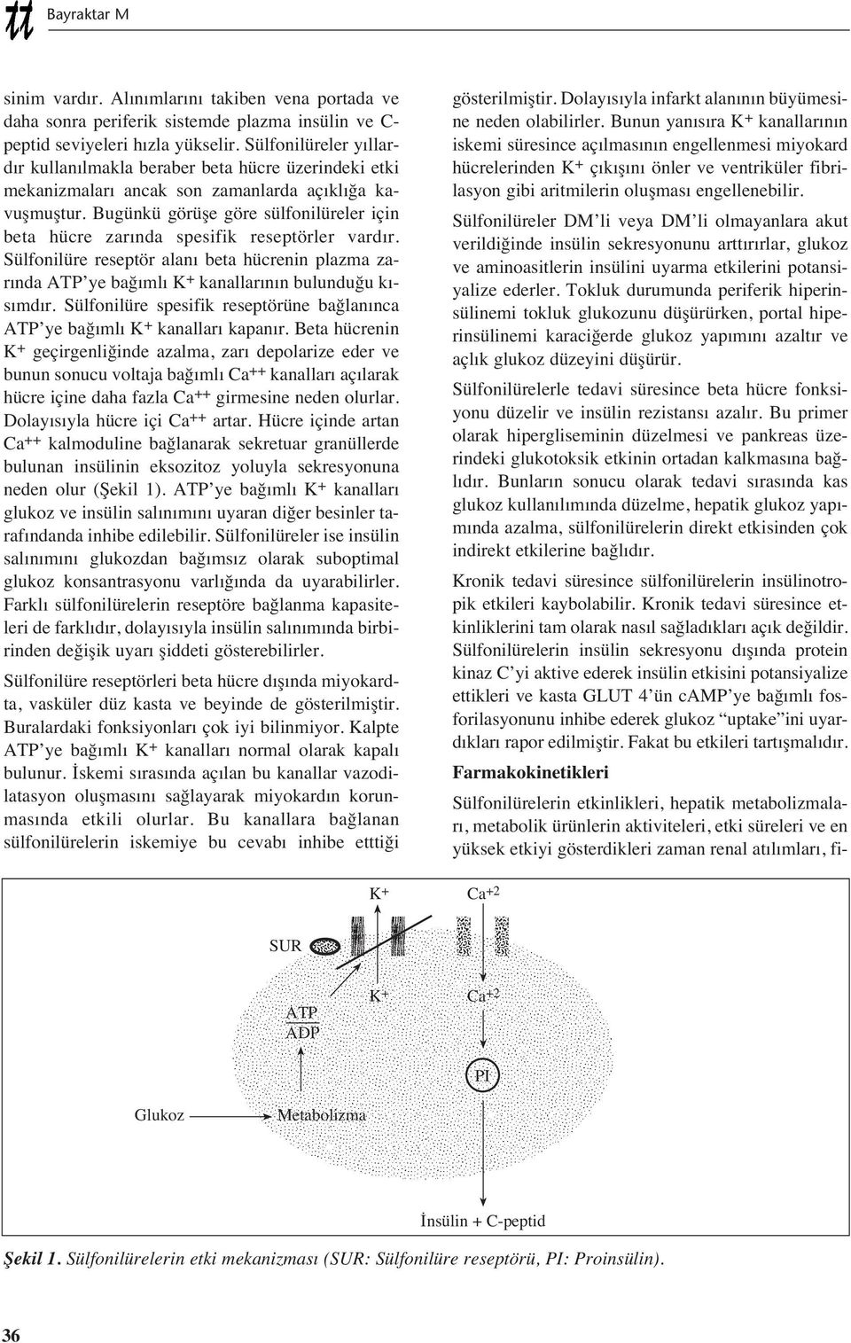 Bugünkü görüşe göre sülfonilüreler için beta hücre zar nda spesifik reseptörler vard r. Sülfonilüre reseptör alan beta hücrenin plazma zar nda ATP ye bağ ml K + kanallar n n bulunduğu k - s md r.