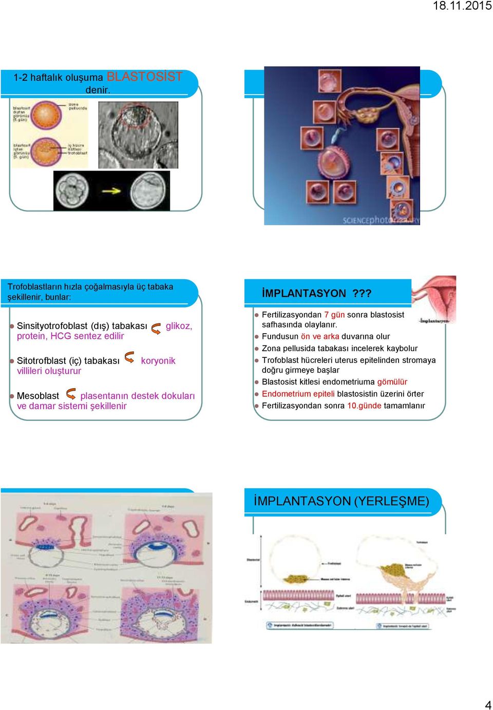 oluşturur koryonik glikoz, Mesoblast plasentanın destek dokuları ve damar sistemi şekillenir İMPLANTASYON??? Fertilizasyondan 7 gün sonra blastosist safhasında olaylanır.