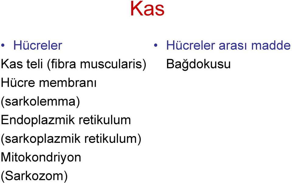 retikulum (sarkoplazmik retikulum)