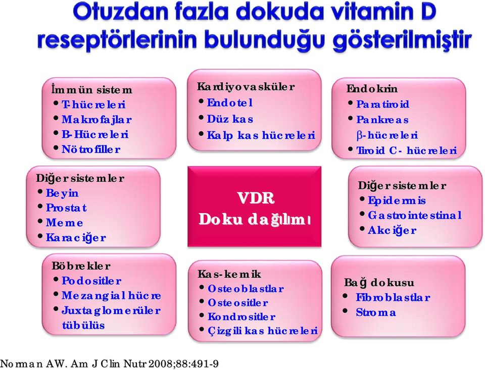 Doku dağı ğılımı Kas-kemik Osteoblastlar Osteositler Kondrositler Çizgili kas hücrelerih Endokrin Paratiroid Pankreas -hücreleri