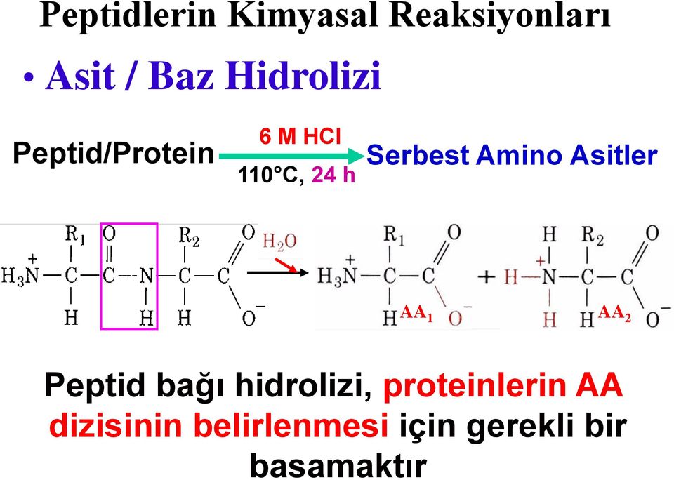 Amino Asitler AA 1 AA 2 Peptid bağı hidrolizi,