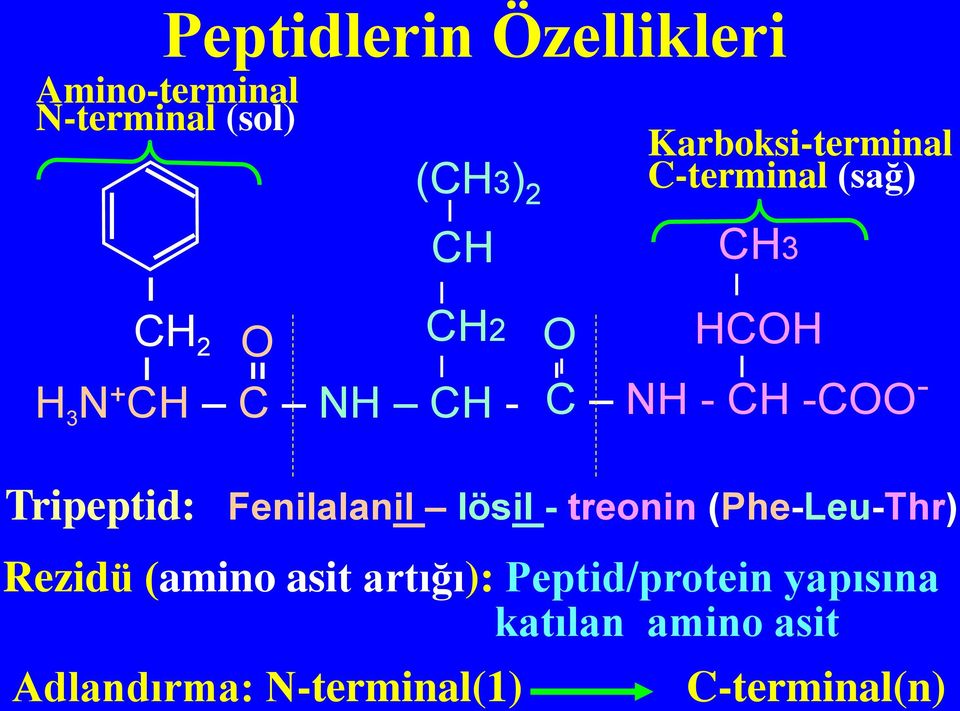 NH - CH -COO - Tripeptid: Fenilalanil lösil - treonin (Phe-Leu-Thr) Rezidü (amino