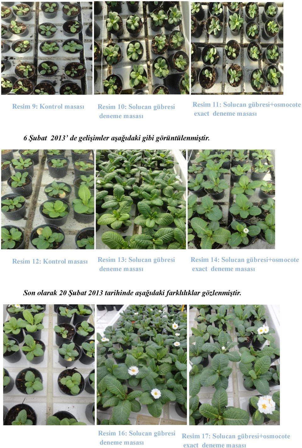 Resim 12: Kontrol masası R Resim 13: Solucan gübresi R Resim 14: Solucan gübresi+osmocote exact