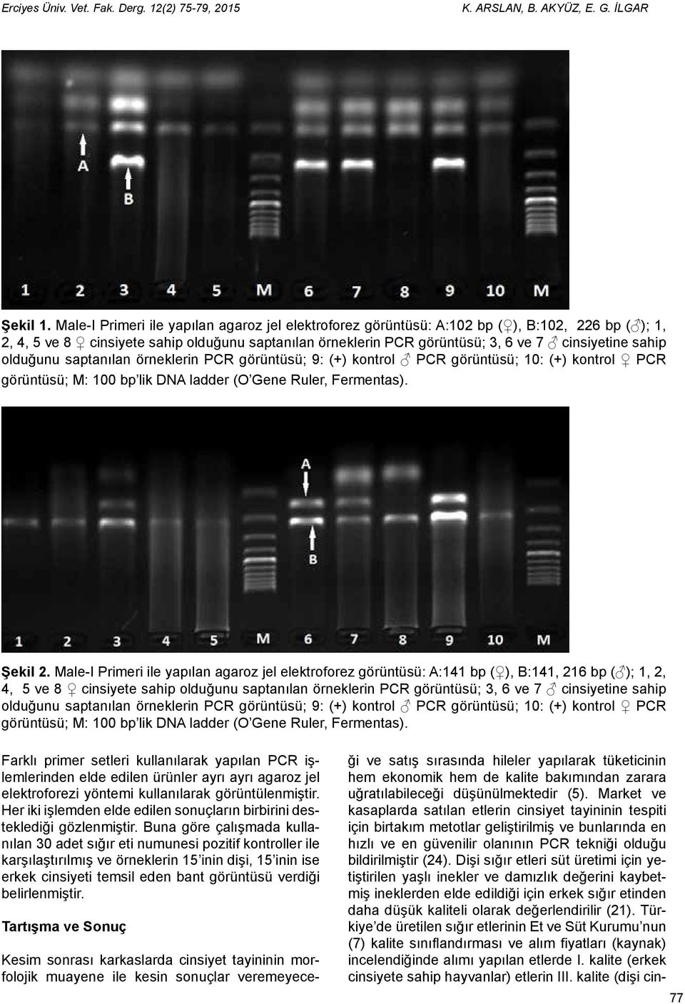 sahip olduğunu saptanılan örneklerin PCR görüntüsü; 9: (+) kontrol PCR görüntüsü; 10: (+) kontrol PCR görüntüsü; M: 100 bp lik DNA ladder (O Gene Ruler, Fermentas). Şekil 2.