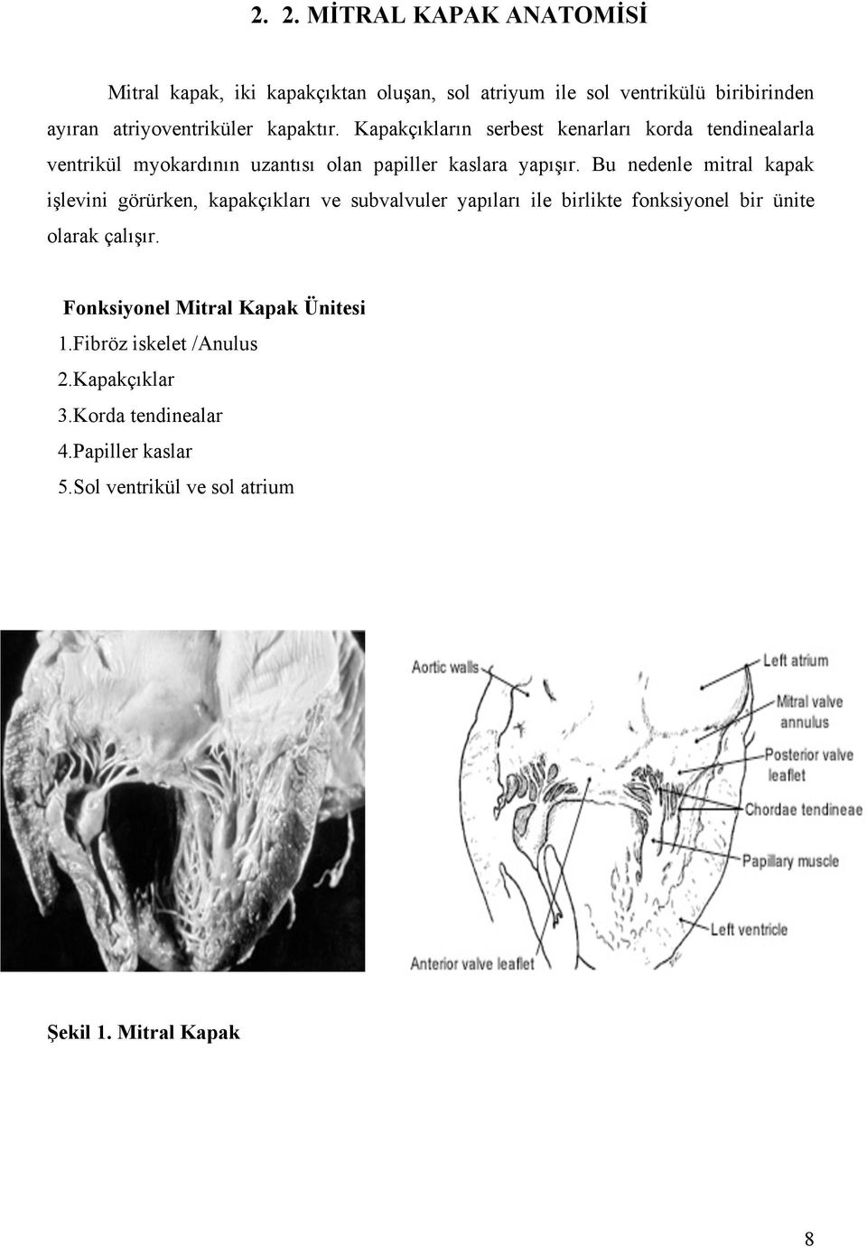 Bu nedenle mitral kapak işlevini görürken, kapakçıkları ve subvalvuler yapıları ile birlikte fonksiyonel bir ünite olarak çalışır.