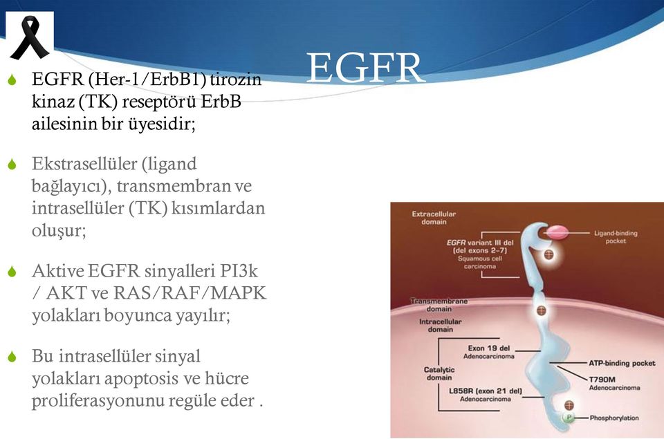 oluşur; Aktive EGFR sinyalleri PI3k / AKT ve RA/RAF/MAPK yolakları boyunca