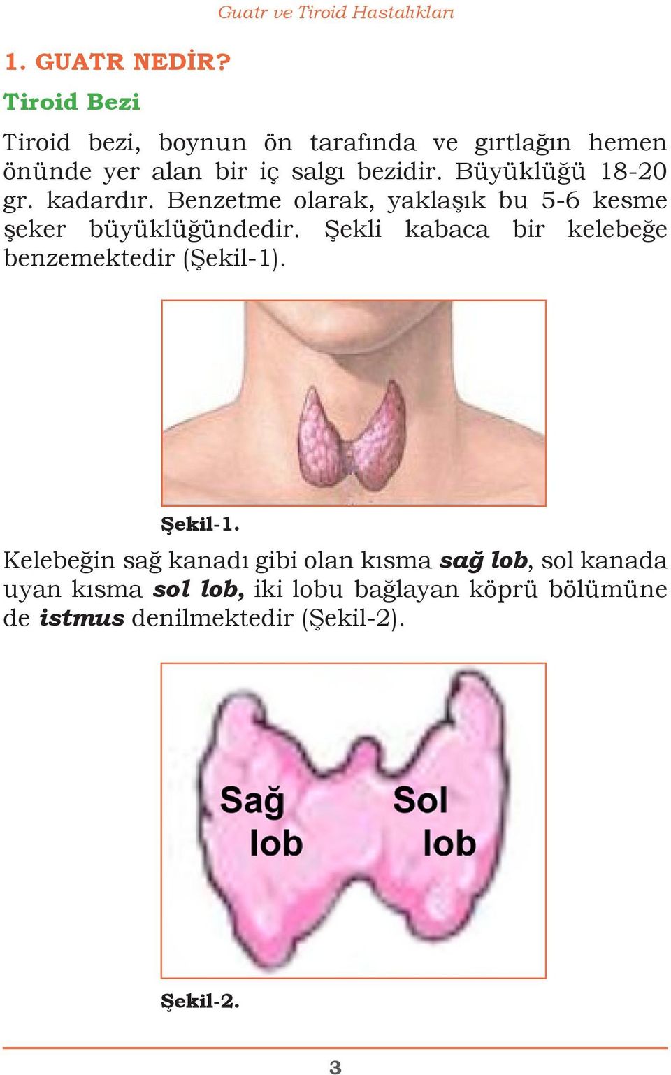 iç salgı bezidir. Büyüklüğü 18-20 gr. kadardır. Benzetme olarak, yaklaşık bu 5-6 kesme şeker büyüklüğündedir.