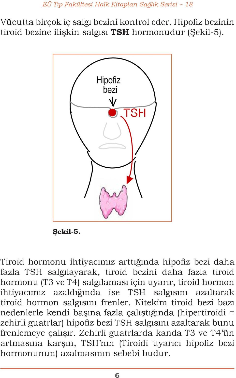 azaldığında ise TSH salgısını azaltarak tiroid hormon salgısını frenler.