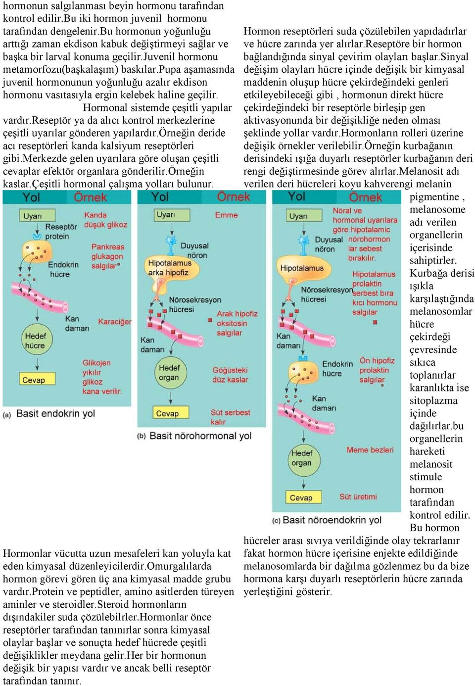 pupa aşamasında juvenil hormonunun yoğunluğu azalır ekdison hormonu vasıtasıyla ergin kelebek haline geçilir. Hormonal sistemde çeşitli yapılar vardır.