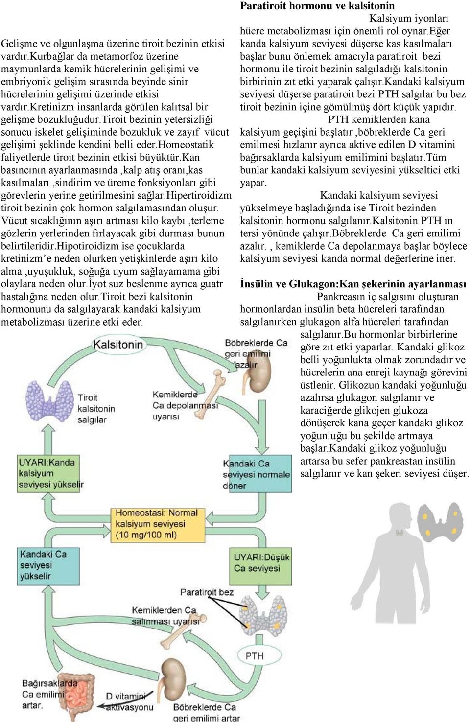 kretinizm insanlarda görülen kalıtsal bir gelişme bozukluğudur.tiroit bezinin yetersizliği sonucu iskelet gelişiminde bozukluk ve zayıf vücut gelişimi şeklinde kendini belli eder.