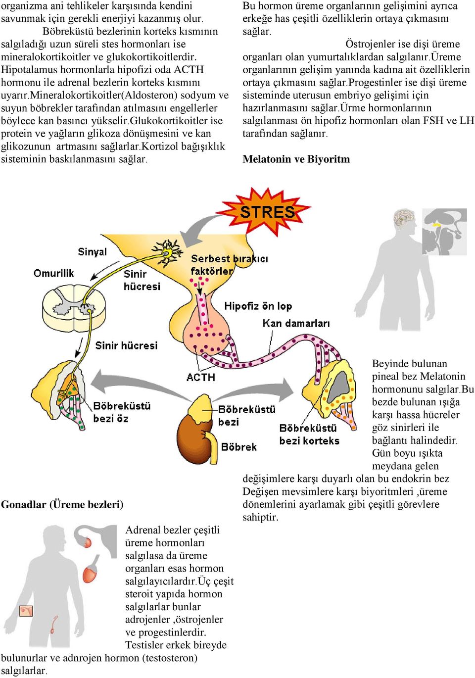 Hipotalamus hormonlarla hipofizi oda ACTH hormonu ile adrenal bezlerin korteks kısmını uyarır.