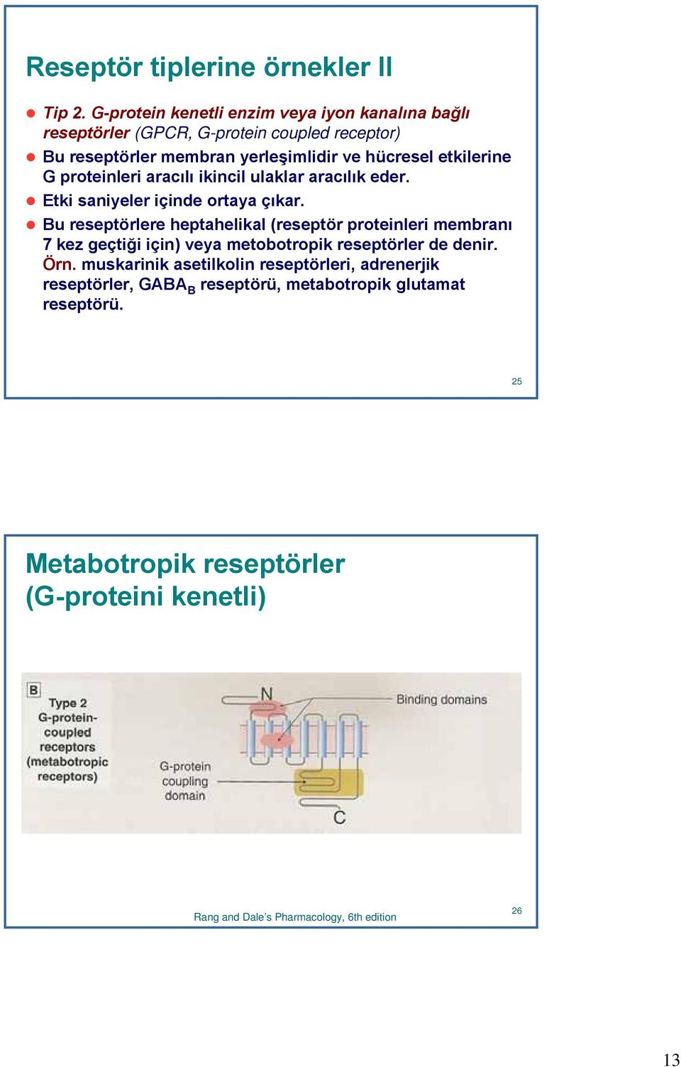 G proteinleri aracılı ikincil ulaklar aracılık eder. Etki saniyeler içinde ortaya çıkar.