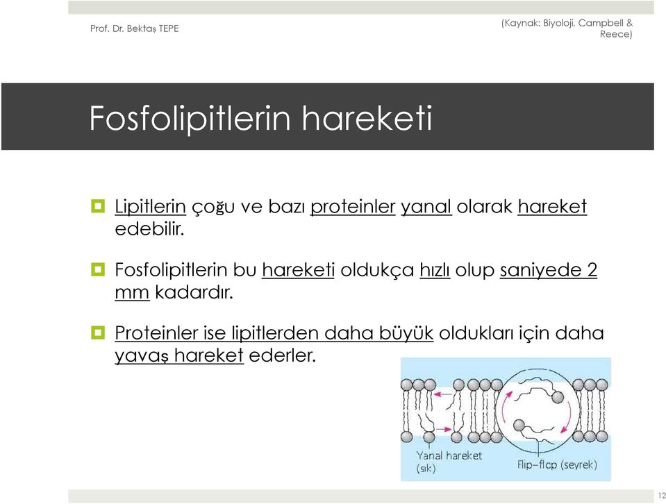 Fosfolipitlerin bu hareketi oldukça hızlı olup saniyede 2 mm