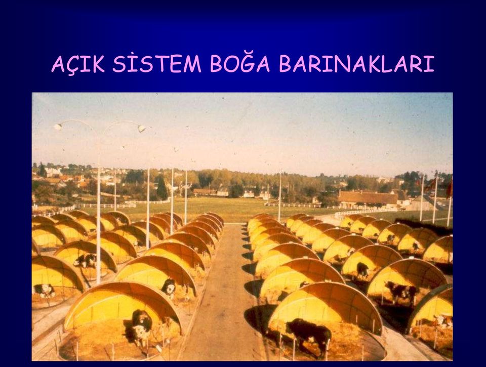 BOĞA