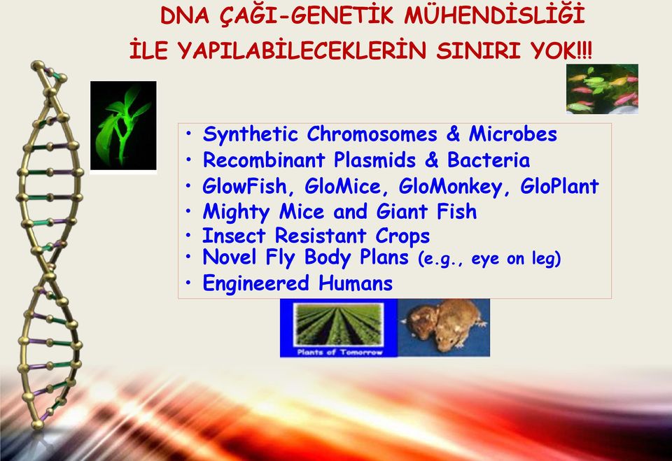 GlowFish, GloMice, GloMonkey, GloPlant Mighty Mice and Giant Fish