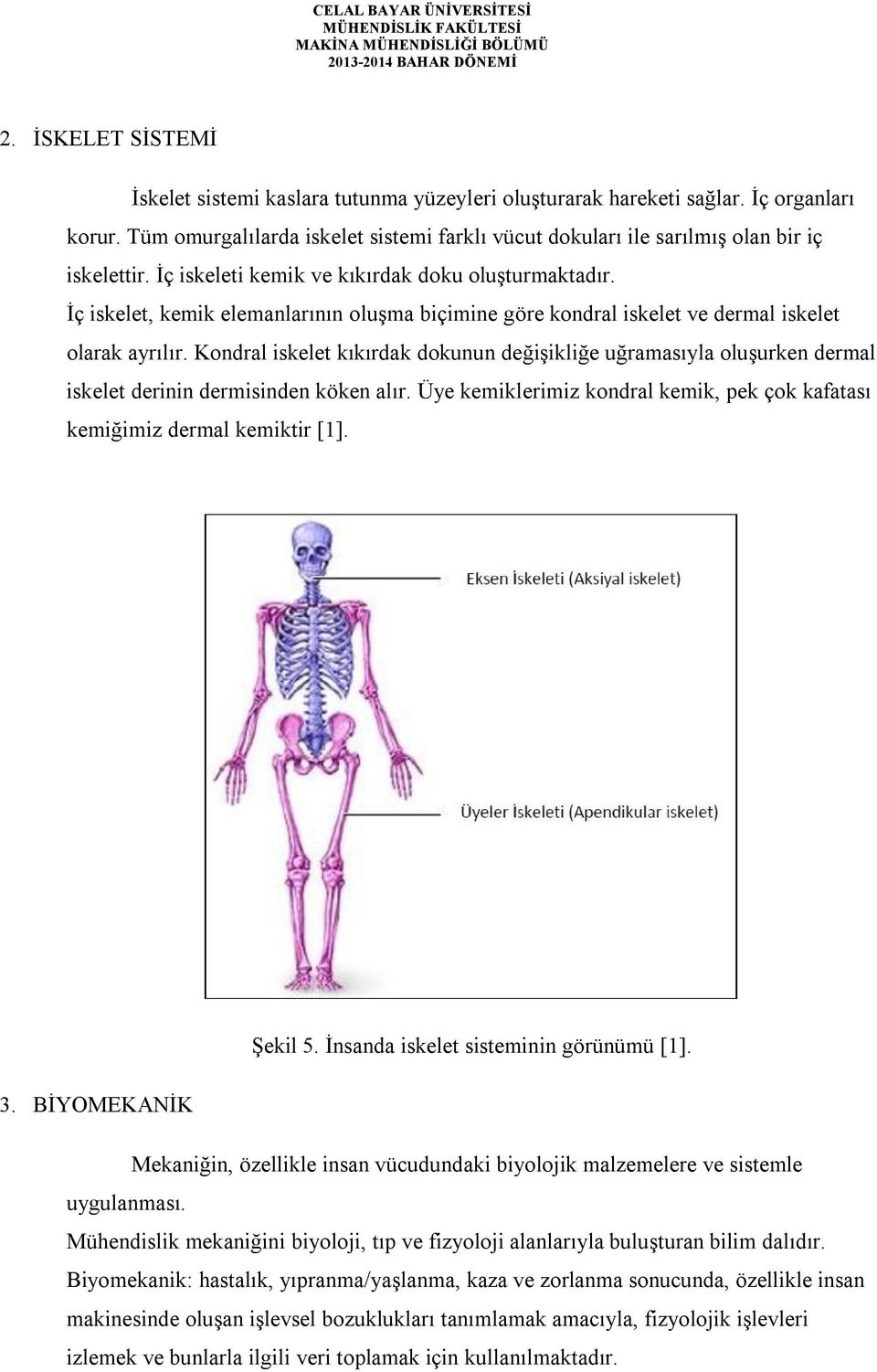 İç iskelet, kemik elemanlarının oluşma biçimine göre kondral iskelet ve dermal iskelet olarak ayrılır.