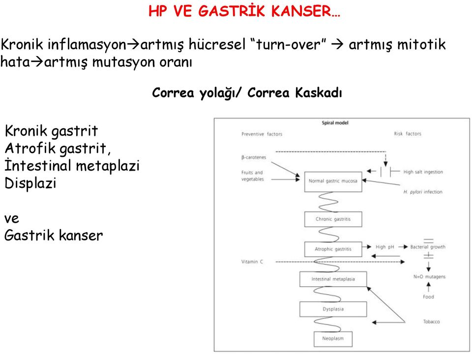 oranı Correa yolağı/ Correa Kaskadı Kronik gastrit