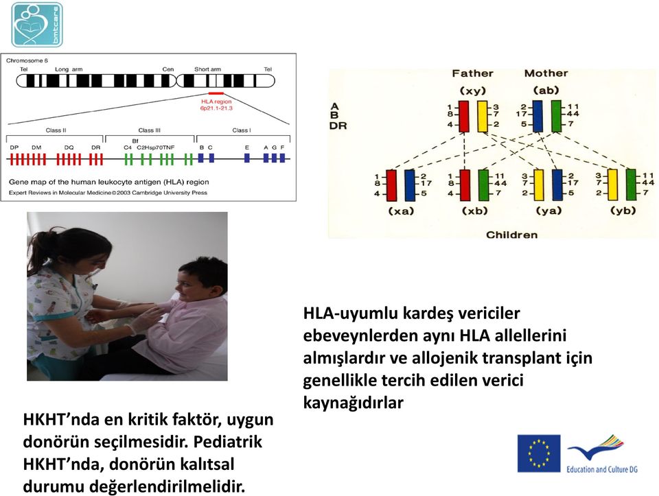 HLA-uyumlu kardeş vericiler ebeveynlerden aynı HLA allellerini