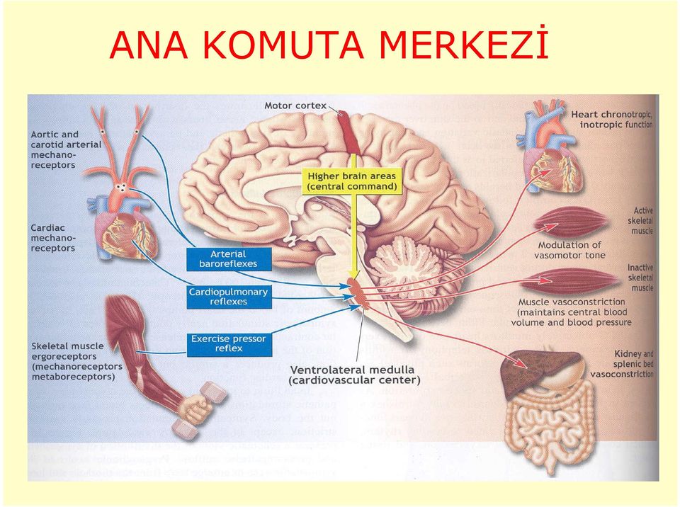 MERKEZİ