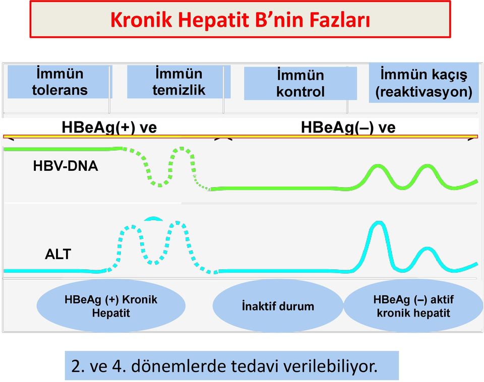 (+) +ve Kronik chronic Hepatit hepatitis Inactive İnaktif durum (carrier) state*