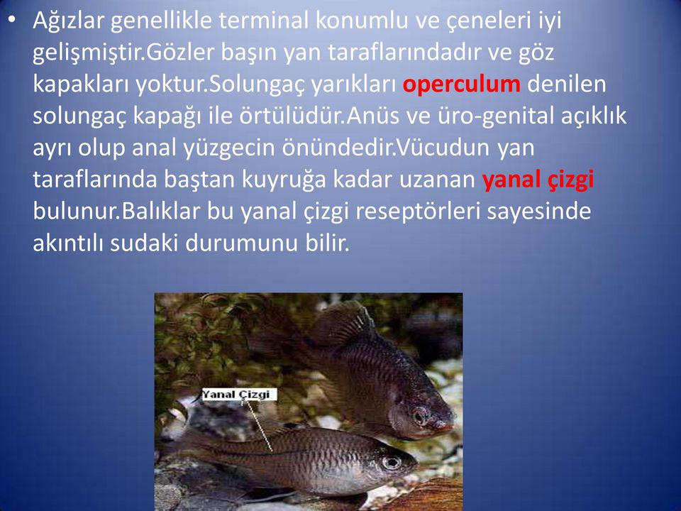 solungaç yarıkları operculum denilen solungaç kapağı ile örtülüdür.