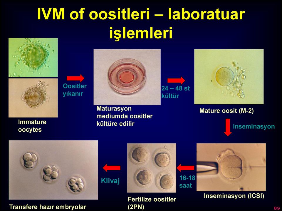 edilir Mature oosit (M-2) Inseminasyon Klivaj 16-18 saat