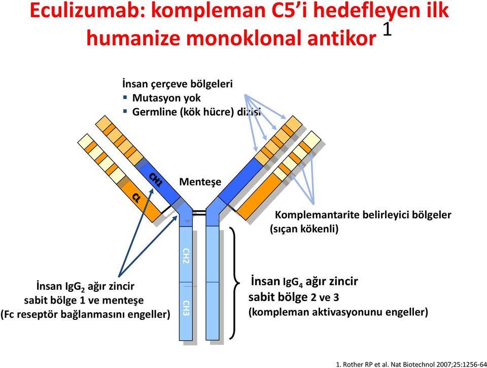 IgG 2 ağır zincir sabit bölge 1 ve menteşe (Fc reseptör bağlanmasını engeller) CH3 İnsan IgG 4 ağır