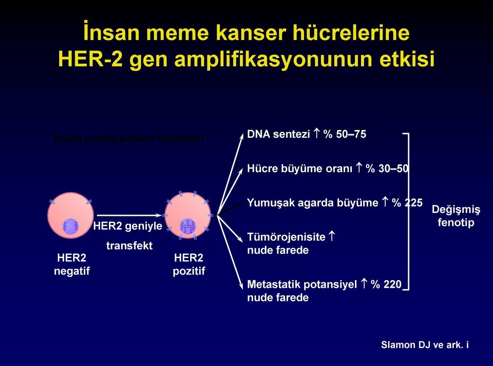 HER2 geniyle transfekt HER2 pozitif Yumuşak agarda büyüme % 225 Tümörojenisite