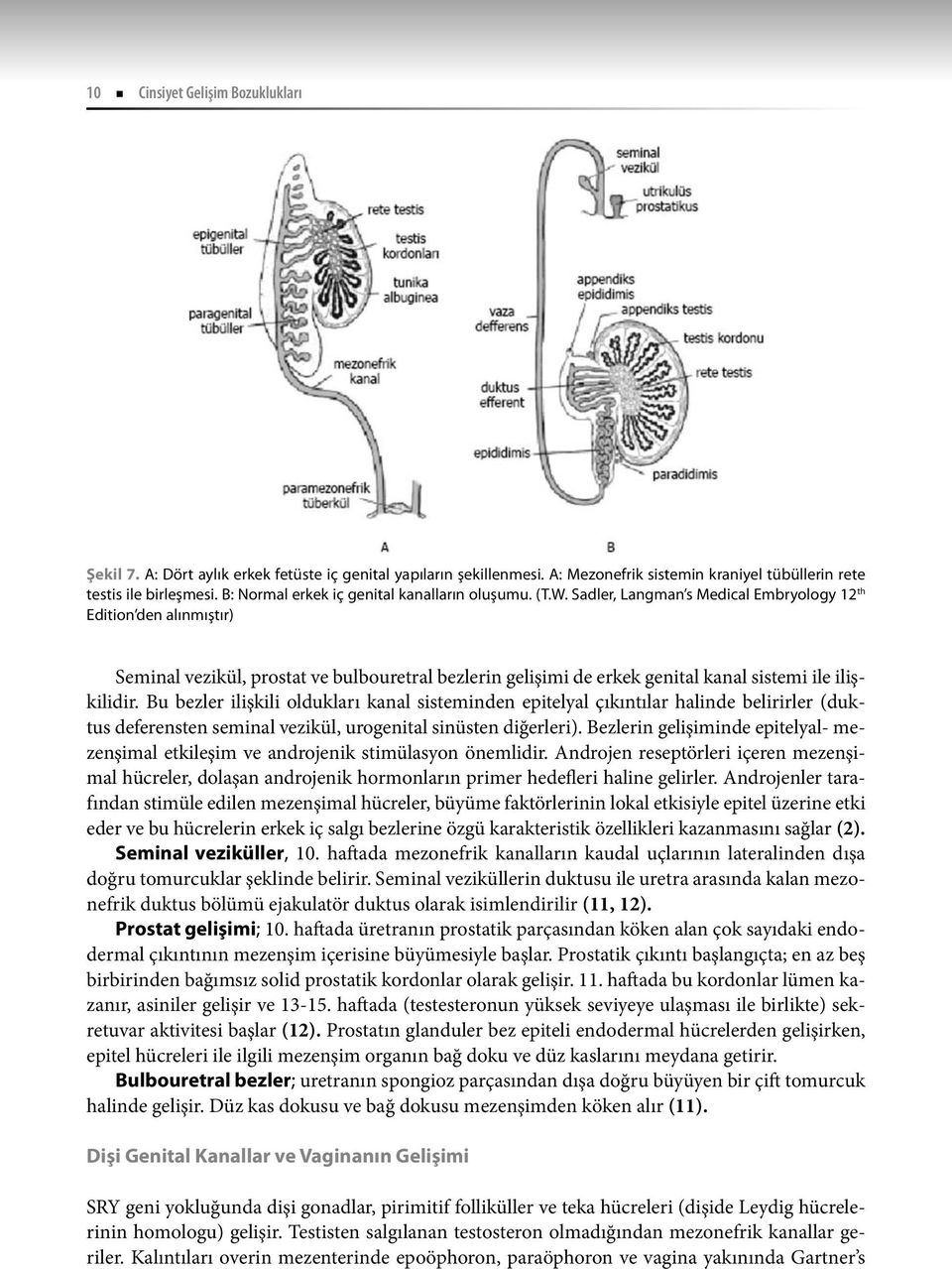 Sadler, Langman s Medical Embryology 12 th Edition den alınmıştır) Seminal vezikül, prostat ve bulbouretral bezlerin gelişimi de erkek genital kanal sistemi ile ilişkilidir.