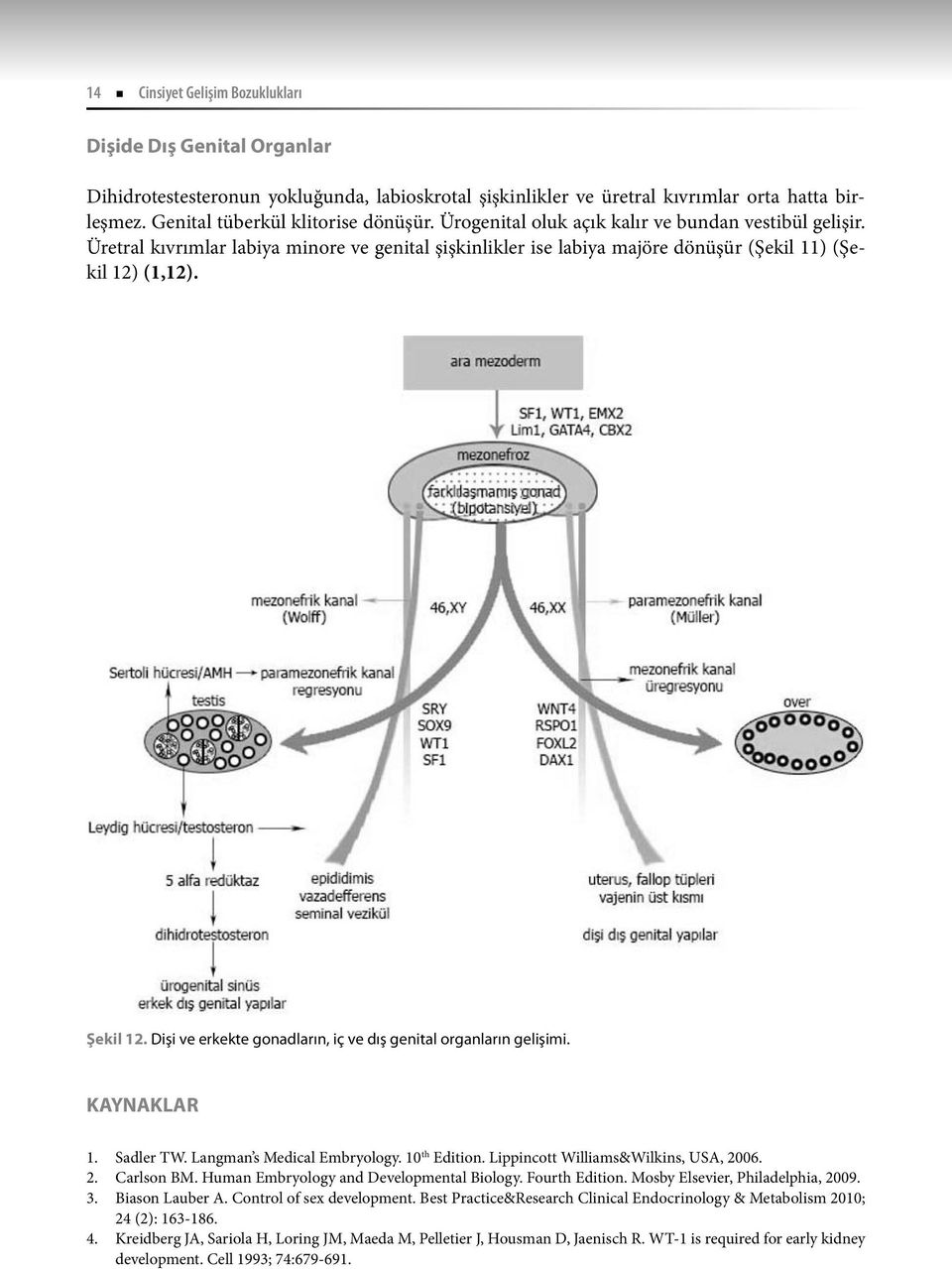 Dişi ve erkekte gonadların, iç ve dış genital organların gelişimi. KAYNAKLAR 1. Sadler TW. Langman s Medical Embryology. 10 th Edition. Lippincott Williams&Wilkins, USA, 2006. 2. Carlson BM.