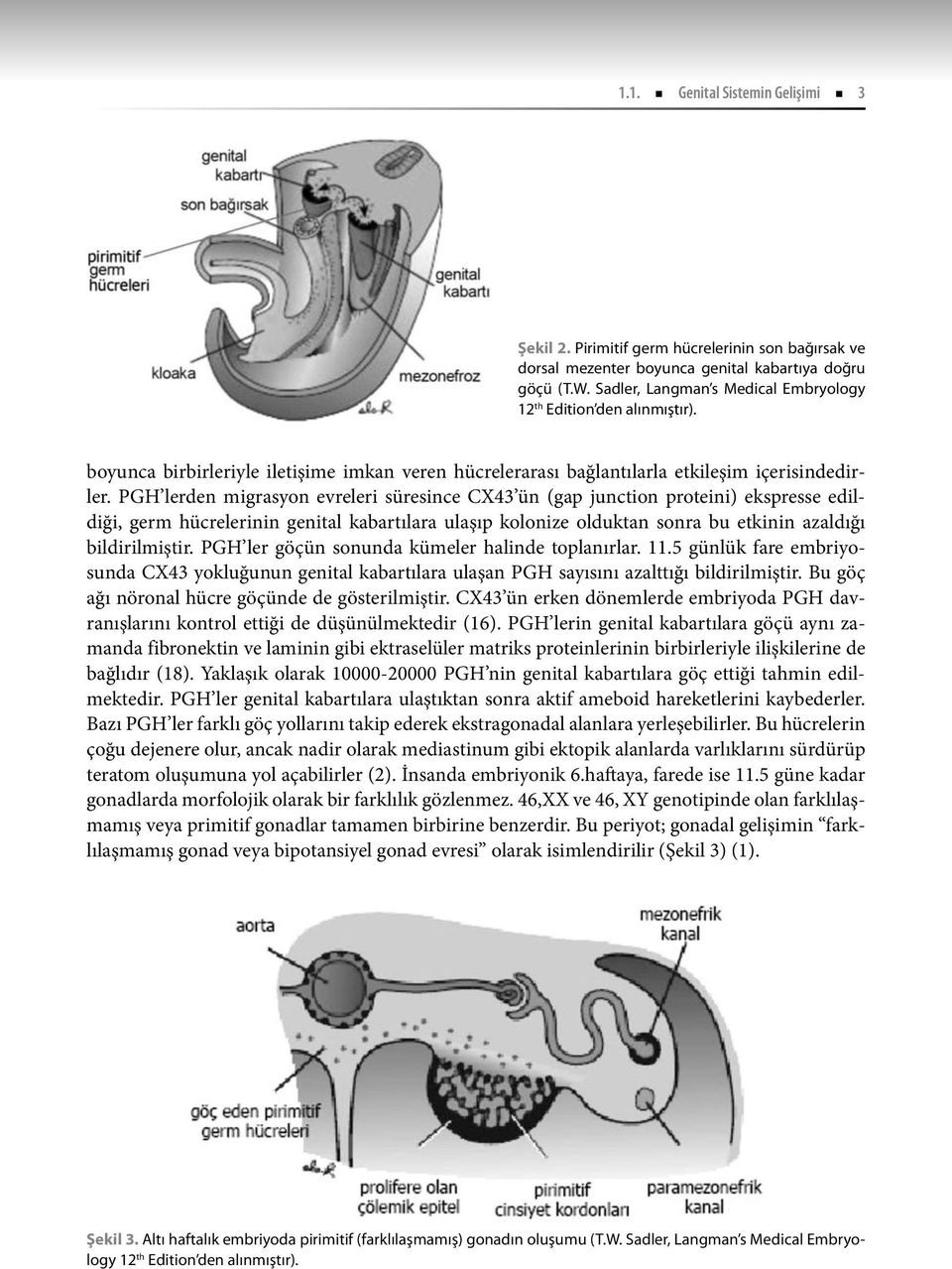 PGH lerden migrasyon evreleri süresince CX43 ün (gap junction proteini) ekspresse edildiği, germ hücrelerinin genital kabartılara ulaşıp kolonize olduktan sonra bu etkinin azaldığı bildirilmiştir.