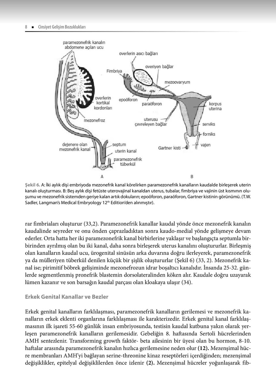 görünümü. (T.W. Sadler, Langman s Medical Embryology 12 th Edition den alınmıştır). rar fimbriaları oluşturur (33,2).