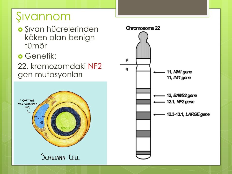 benign tümör Genetik: 22.