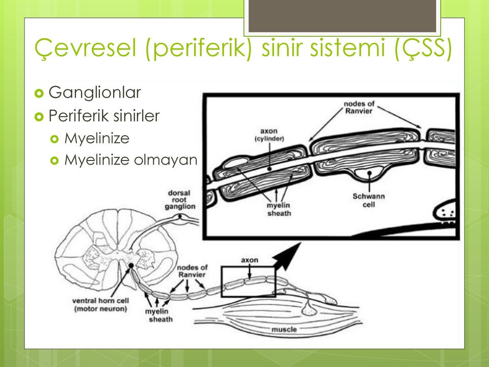 Ganglionlar Periferik