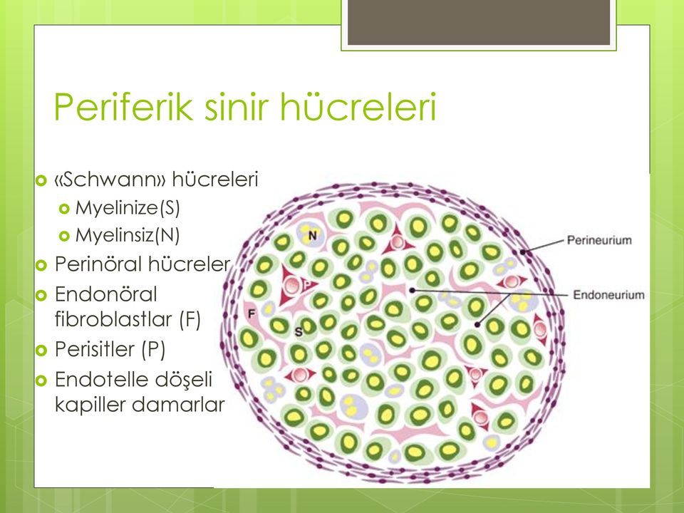 Perinöral hücreler Endonöral