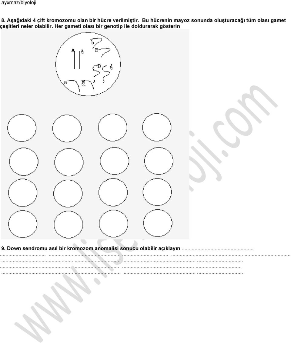 olabilir. Her gameti olası bir genotip ile doldurarak gösterin 9.