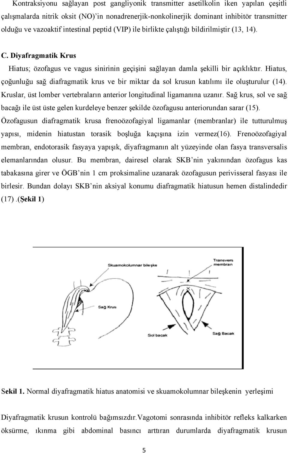 Hiatus, çoğunluğu sağ diafragmatik krus ve bir miktar da sol krusun katılımı ile oluşturulur (14). Kruslar, üst lomber vertebraların anterior longitudinal ligamanına uzanır.